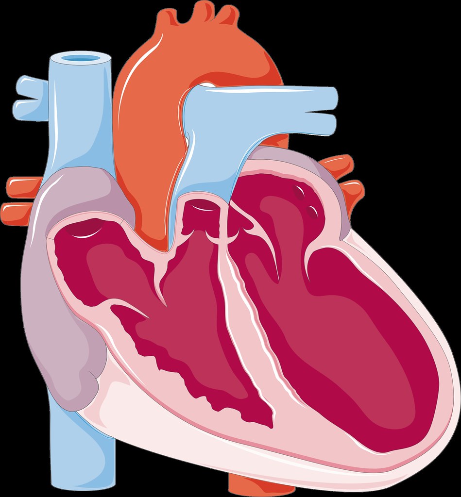 Les Solutions Puissantes Contre l'Insuffisance Cardiaque 1 insuffisance cardiaque